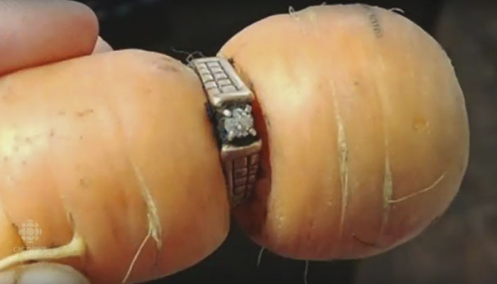 Потерянное 13 лет назад кольцо нашлось в морковке
